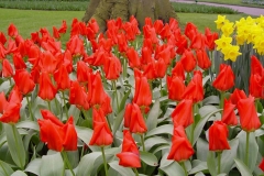 Keukenhof-22